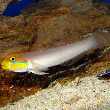 Valenciennea strigata : 9 à 12 cm